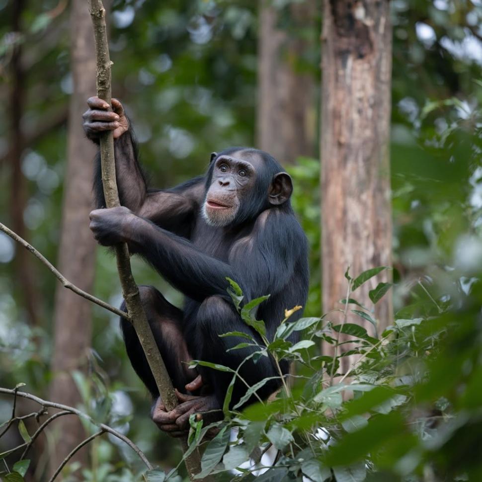 Uganda a plantat arbori nativi pe mii de hectare de teren defrișat. În 20 de ani, pădurea și-a recuperat coronamentul și diversitatea 1105054