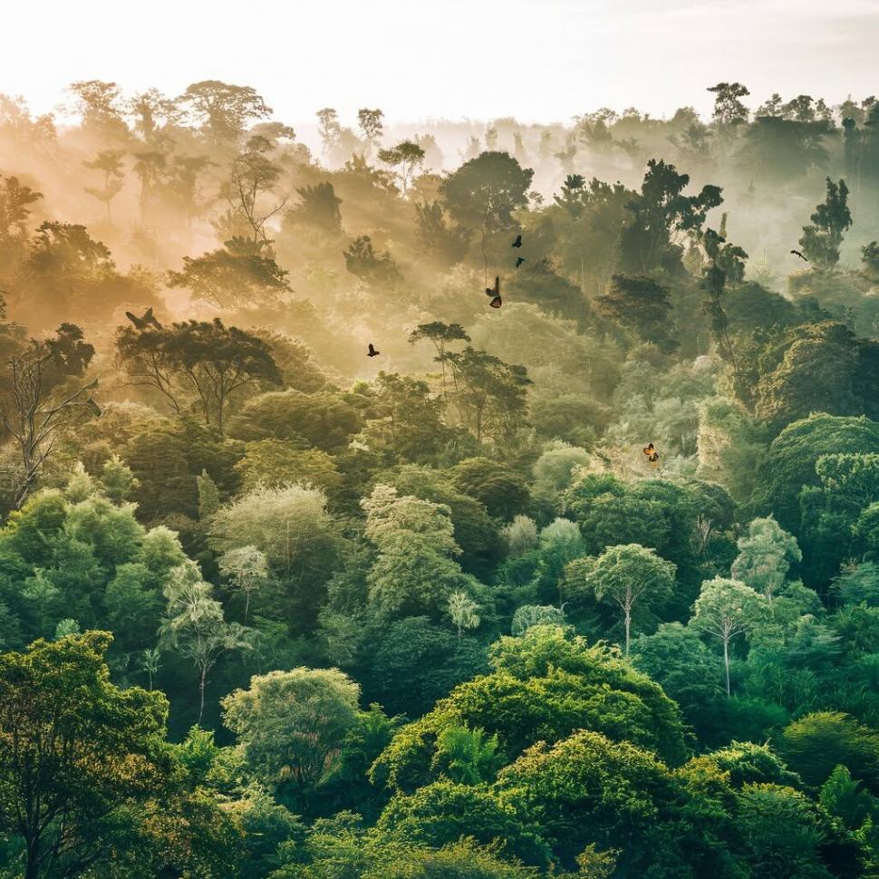 Uganda a plantat arbori nativi pe mii de hectare de teren defrișat. În 20 de ani, pădurea și-a recuperat coronamentul și diversitatea 1105057