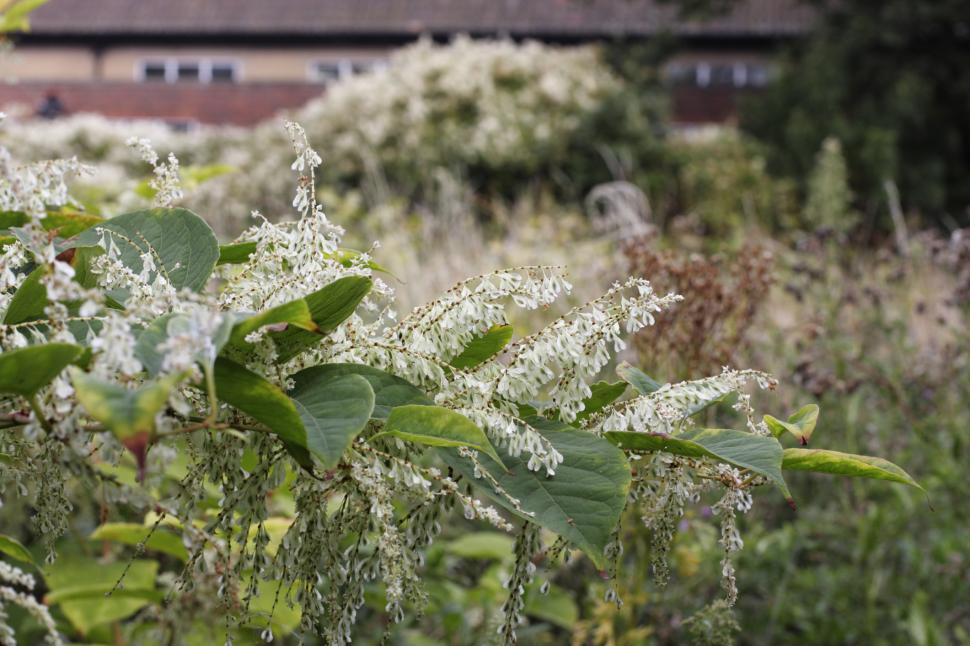 Planta de care trebuie neapărat să scapi, daca o vezi în grădină: Pare inofensivă, dar invadează tot și poate să scadă valoarea casei 1105890