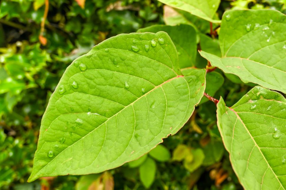 Planta de care trebuie neapărat să scapi, daca o vezi în grădină: Pare inofensivă, dar invadează tot și poate să scadă valoarea casei 1105891