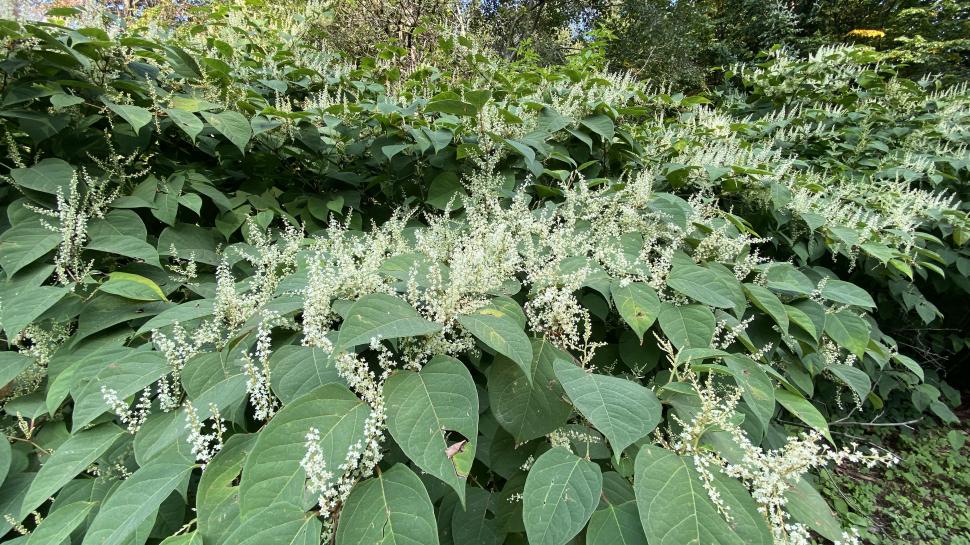 Planta de care trebuie neapărat să scapi, daca o vezi în grădină: Pare inofensivă, dar invadează tot și poate să scadă valoarea casei 1105893