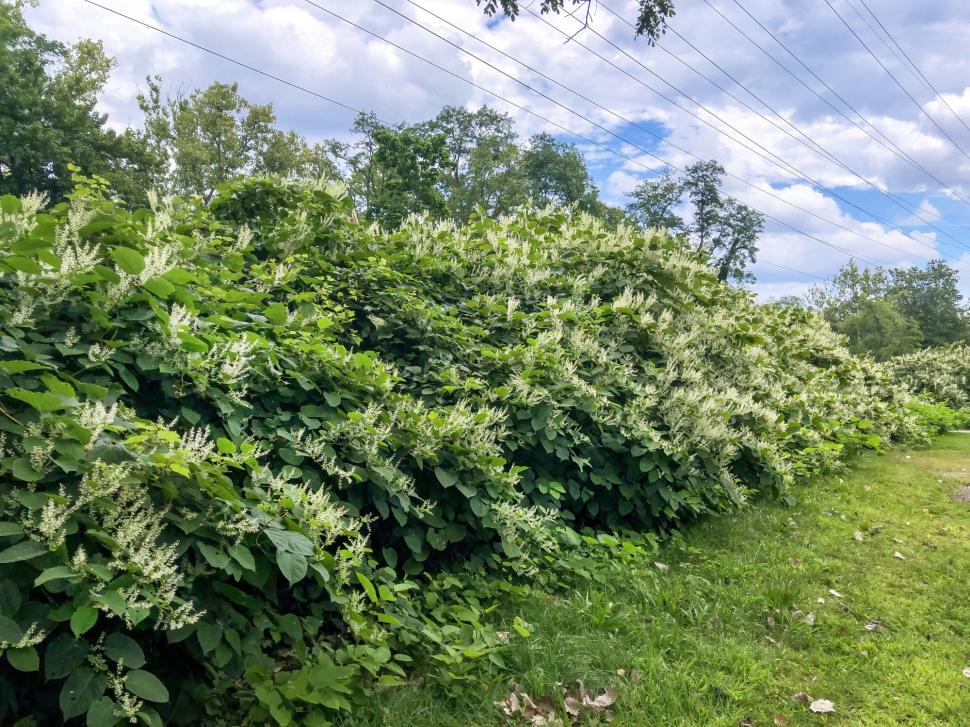 Planta de care trebuie neapărat să scapi, daca o vezi în grădină: Pare inofensivă, dar invadează tot și poate să scadă valoarea casei 1105898