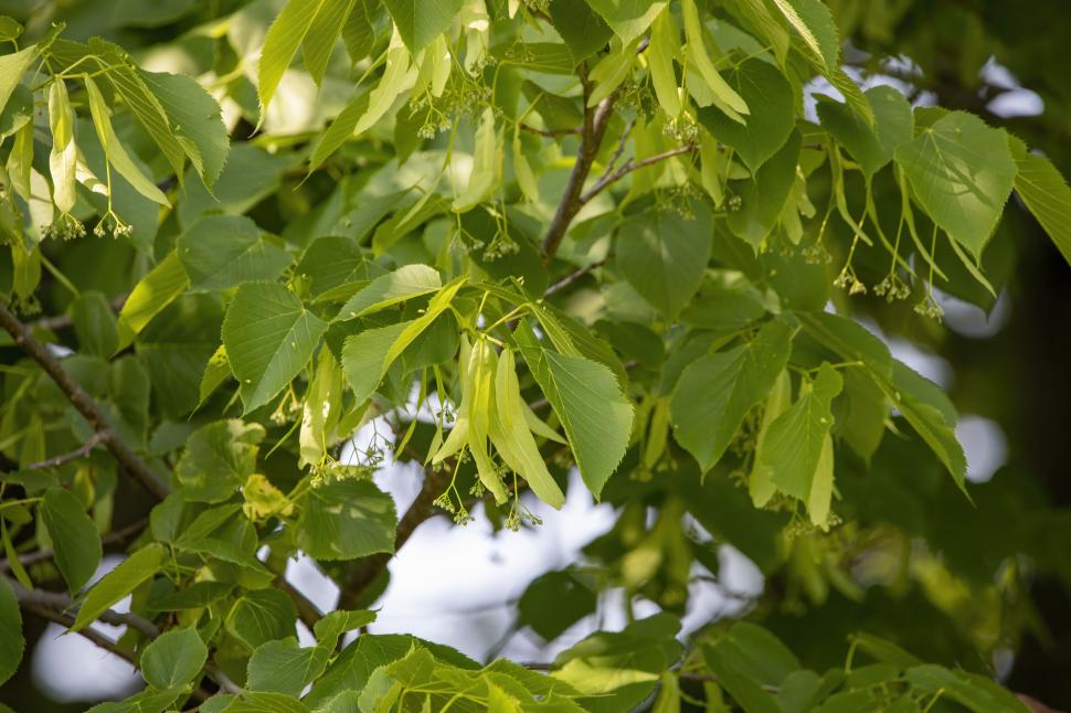 Mulți români încă plantează acest arbore nativ în grădină: Copacul e mare, frumos și era și rezistent. Dar acum peisagiștii îl evită 1106280