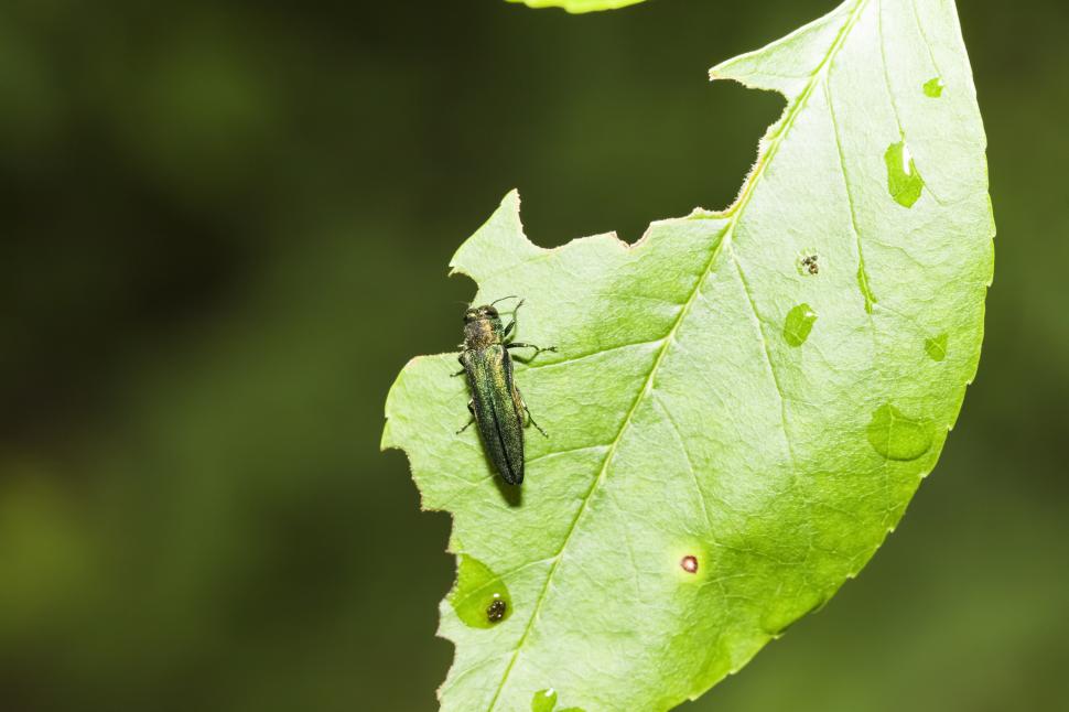 Mulți români încă plantează acest arbore nativ în grădină: Copacul e mare, frumos și era și rezistent. Dar acum peisagiștii îl evită 1106286