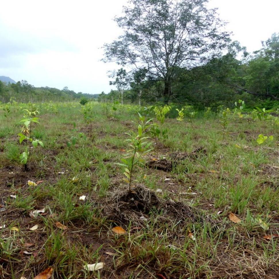 Australia a plantat 24.500 de copaci pe o fostă pistă de avion. Acum, terenul defrișat redevine pădure și coridor pentru specii rare 1107092