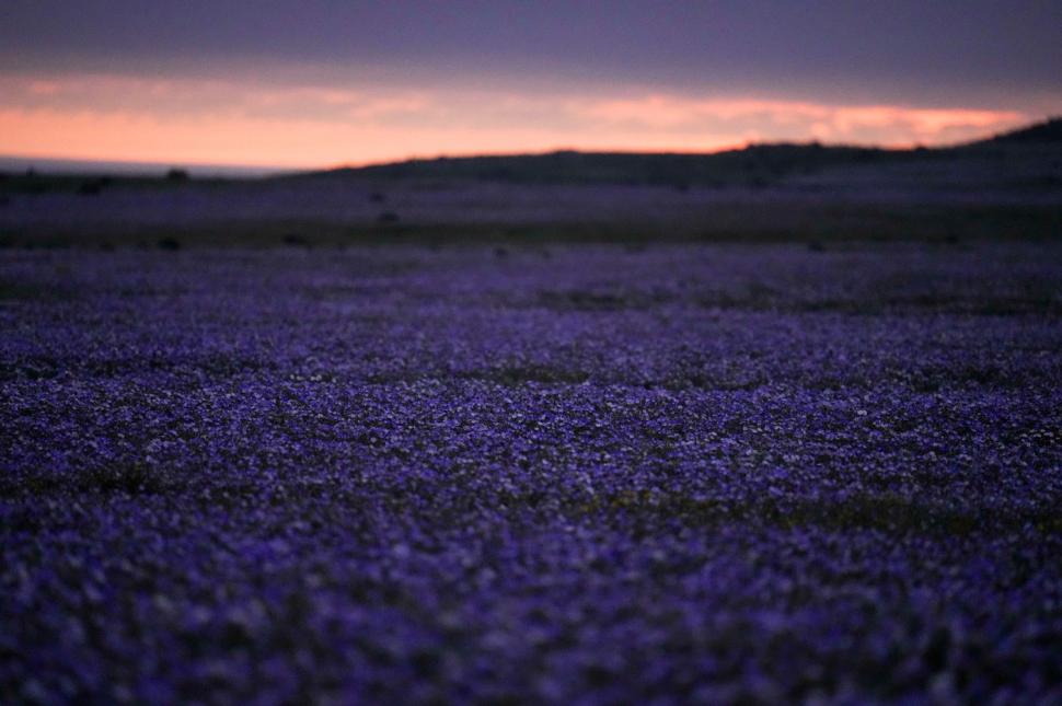 O mare de flori a acoperit cel mai arid deșert din lume după ploile aduse de El Niño. Imagini spectaculoase din Atacama 1107031