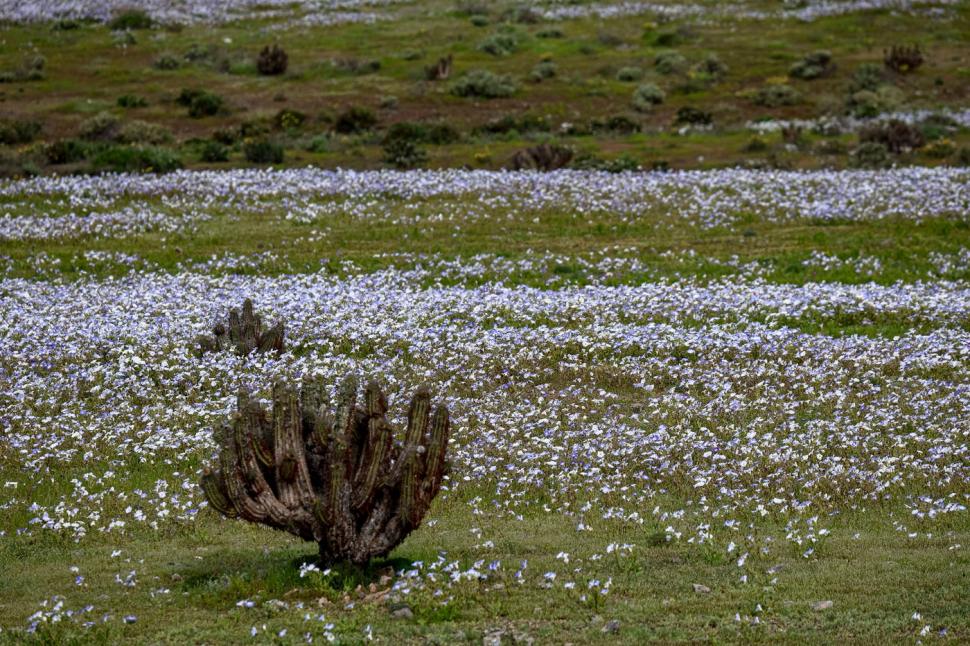 O mare de flori a acoperit cel mai arid deșert din lume după ploile aduse de El Niño. Imagini spectaculoase din Atacama 1107033