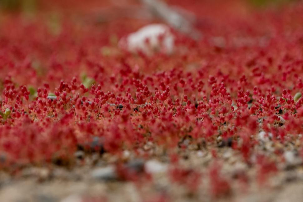 O mare de flori a acoperit cel mai arid deșert din lume după ploile aduse de El Niño. Imagini spectaculoase din Atacama 1107034
