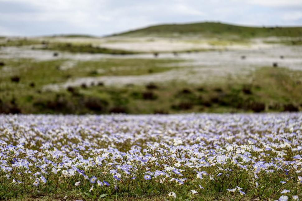 O mare de flori a acoperit cel mai arid deșert din lume după ploile aduse de El Niño. Imagini spectaculoase din Atacama 1107035