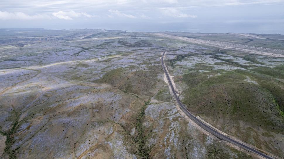 O mare de flori a acoperit cel mai arid deșert din lume după ploile aduse de El Niño. Imagini spectaculoase din Atacama 1107036