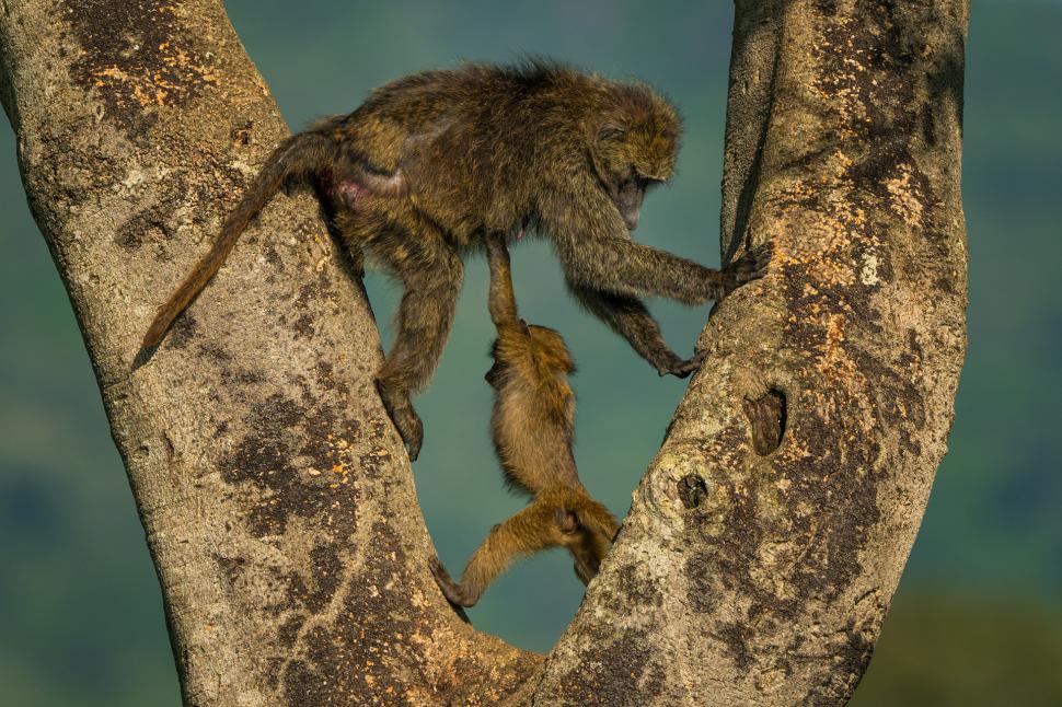 Și animalele se amuză. Urșii jucăuși, castorii care râd și călugărița fotomodel, între imaginile finaliste la Comedy Wildlife Awards 1108783