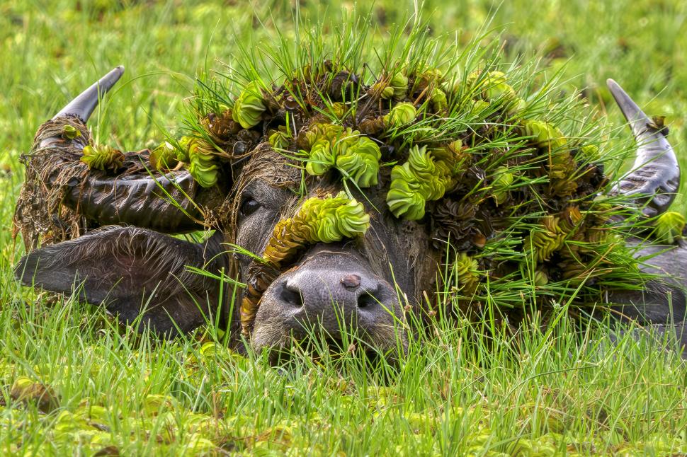 Și animalele se amuză. Urșii jucăuși, castorii care râd și călugărița fotomodel, între imaginile finaliste la Comedy Wildlife Awards 1108784