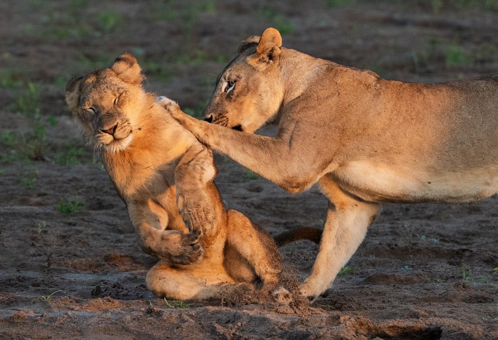 Și animalele se amuză. Urșii jucăuși, castorii care râd și călugărița fotomodel, între imaginile finaliste la Comedy Wildlife Awards 1108785