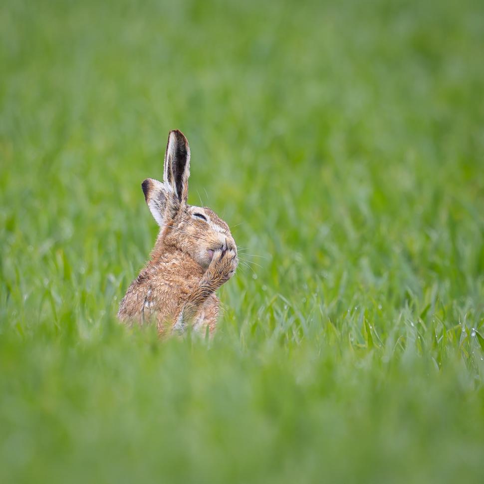 Și animalele se amuză. Urșii jucăuși, castorii care râd și călugărița fotomodel, între imaginile finaliste la Comedy Wildlife Awards 1108786