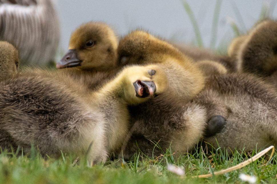 Și animalele se amuză. Urșii jucăuși, castorii care râd și călugărița fotomodel, între imaginile finaliste la Comedy Wildlife Awards 1108787