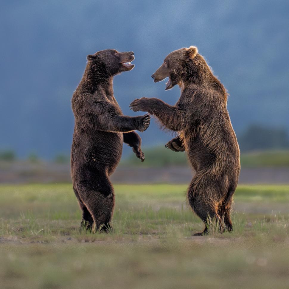 Și animalele se amuză. Urșii jucăuși, castorii care râd și călugărița fotomodel, între imaginile finaliste la Comedy Wildlife Awards 1108788