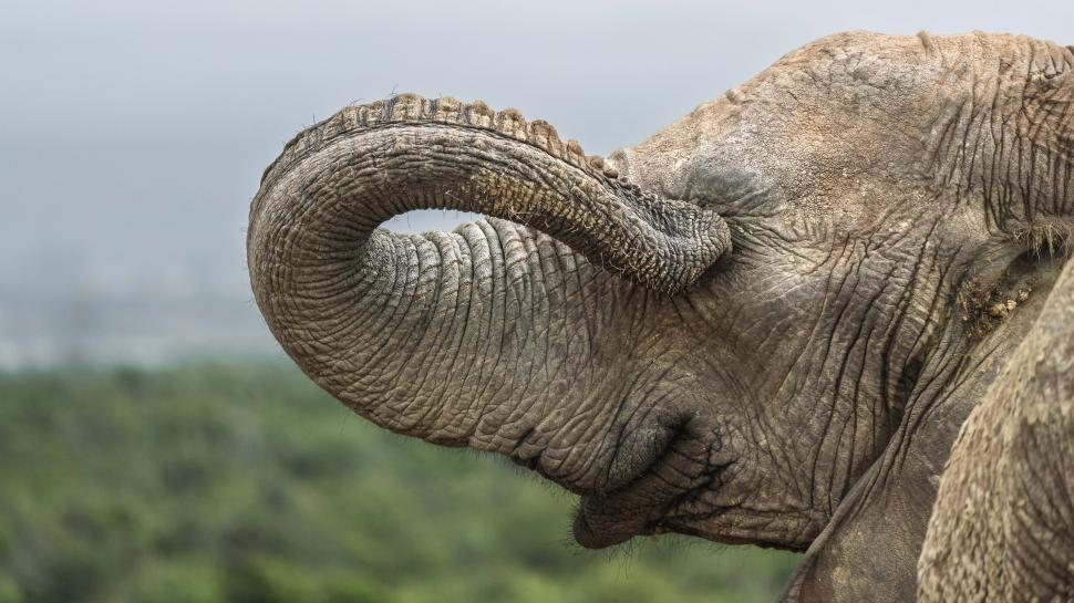 Și animalele se amuză. Urșii jucăuși, castorii care râd și călugărița fotomodel, între imaginile finaliste la Comedy Wildlife Awards 1108789