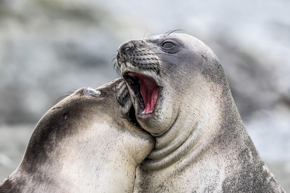 Și animalele se amuză. Urșii jucăuși, castorii care râd și călugărița fotomodel, între imaginile finaliste la Comedy Wildlife Awards 1108793