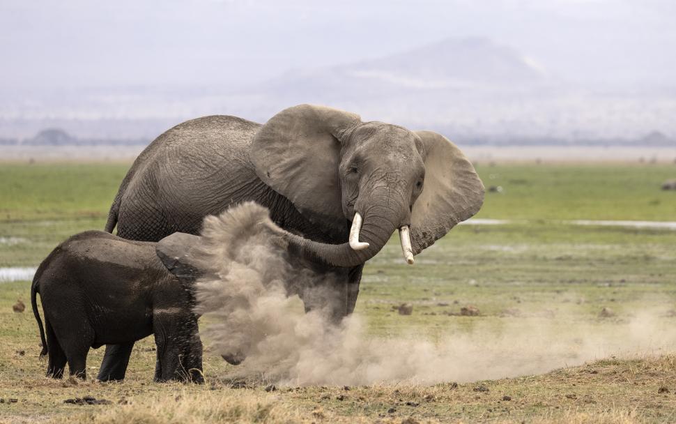 Și animalele se amuză. Urșii jucăuși, castorii care râd și călugărița fotomodel, între imaginile finaliste la Comedy Wildlife Awards 1108798