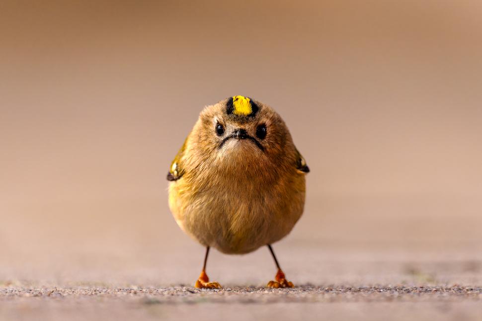 Și animalele se amuză. Urșii jucăuși, castorii care râd și călugărița fotomodel, între imaginile finaliste la Comedy Wildlife Awards 1108800