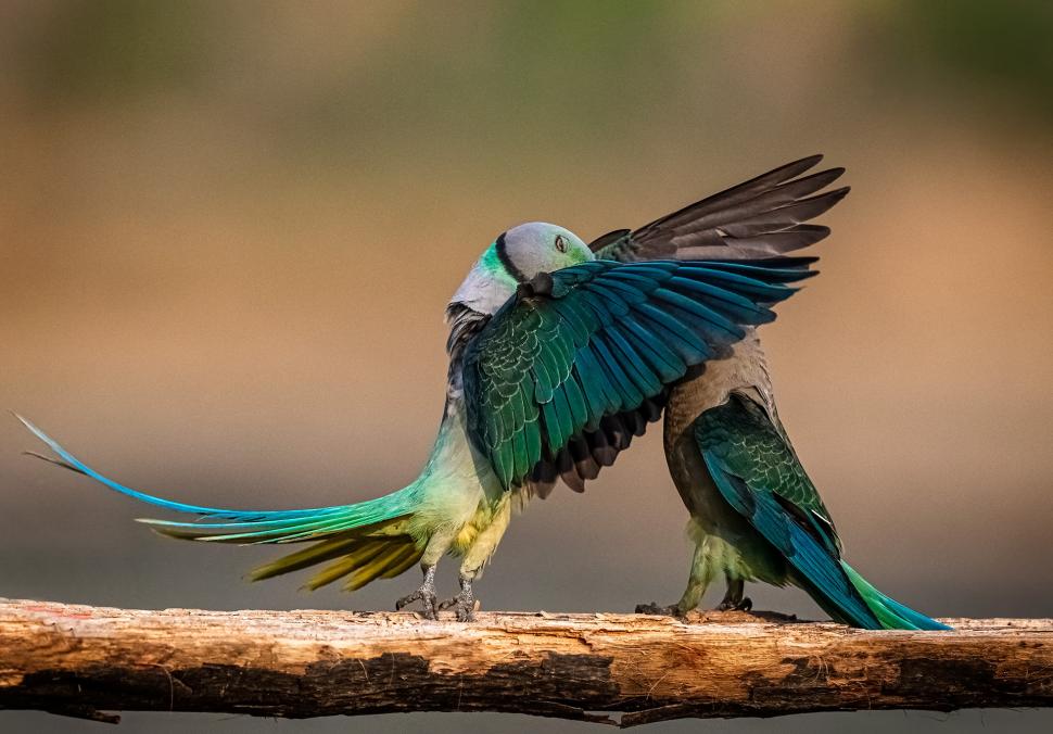 Și animalele se amuză. Urșii jucăuși, castorii care râd și călugărița fotomodel, între imaginile finaliste la Comedy Wildlife Awards 1108801