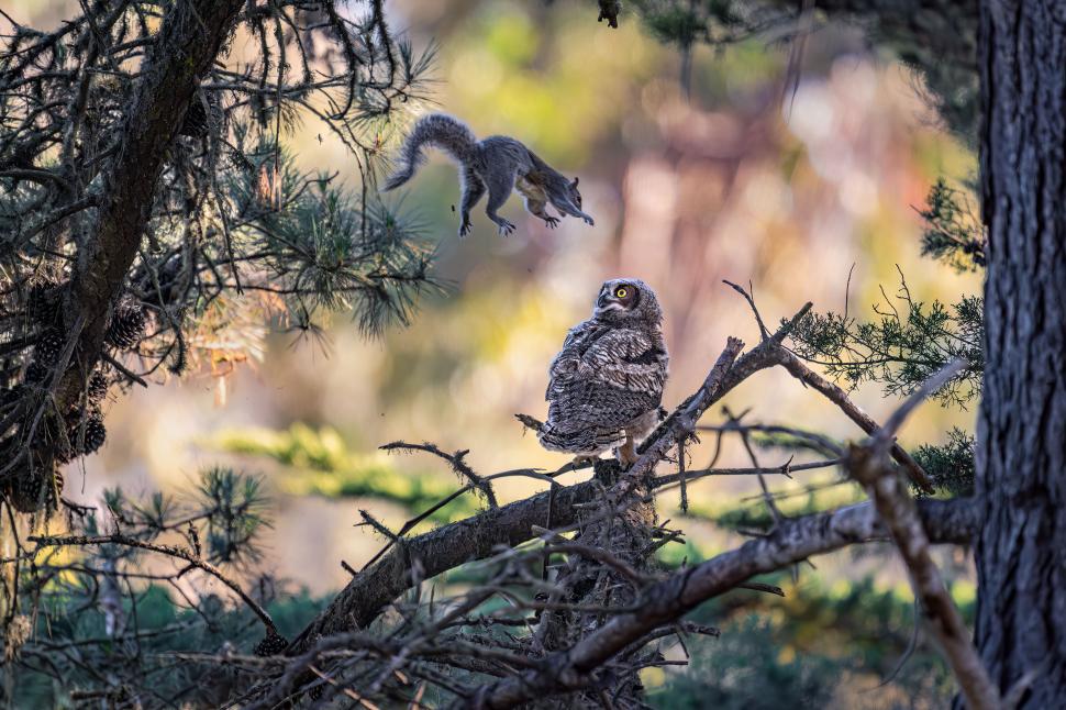 Și animalele se amuză. Urșii jucăuși, castorii care râd și călugărița fotomodel, între imaginile finaliste la Comedy Wildlife Awards 1108803
