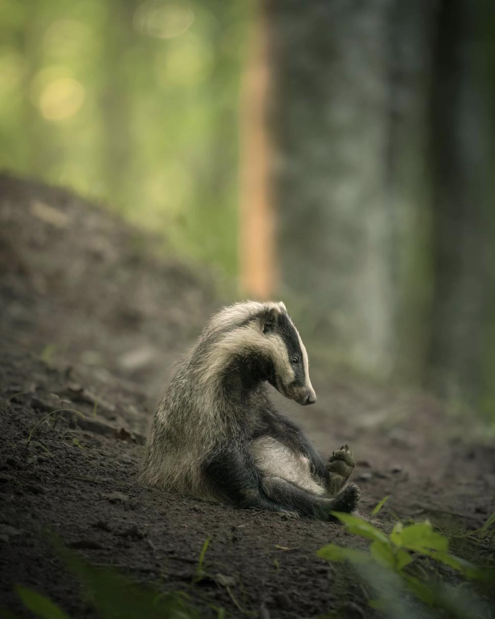 Și animalele se amuză. Urșii jucăuși, castorii care râd și călugărița fotomodel, între imaginile finaliste la Comedy Wildlife Awards 1108806