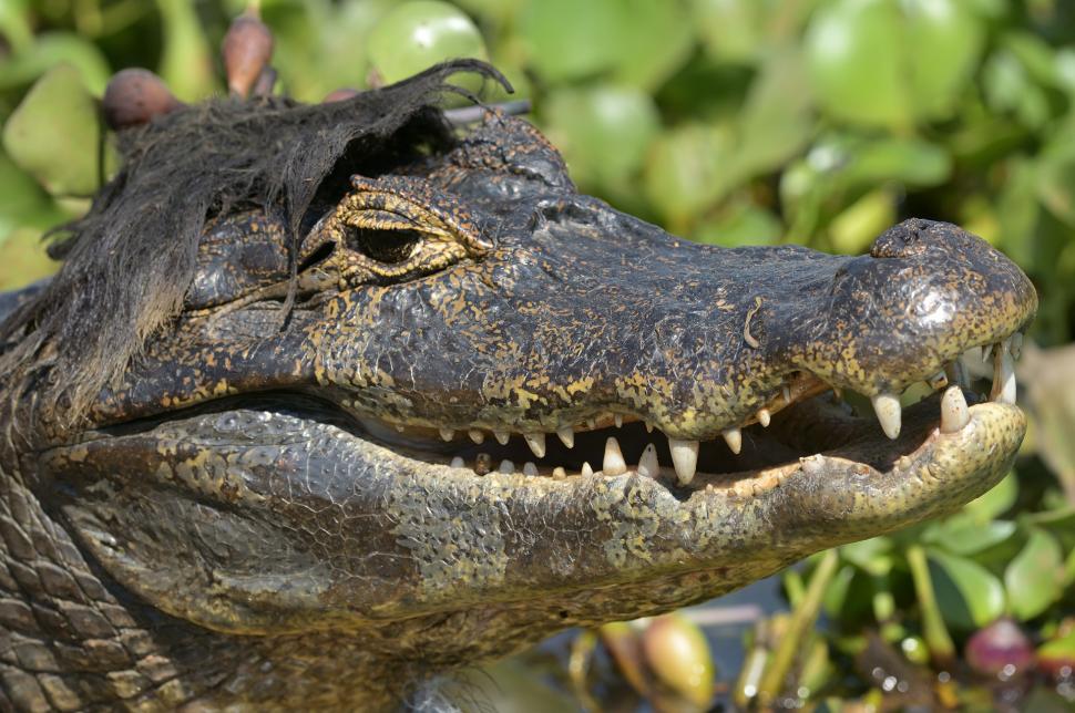 Și animalele se amuză. Urșii jucăuși, castorii care râd și călugărița fotomodel, între imaginile finaliste la Comedy Wildlife Awards 1108811