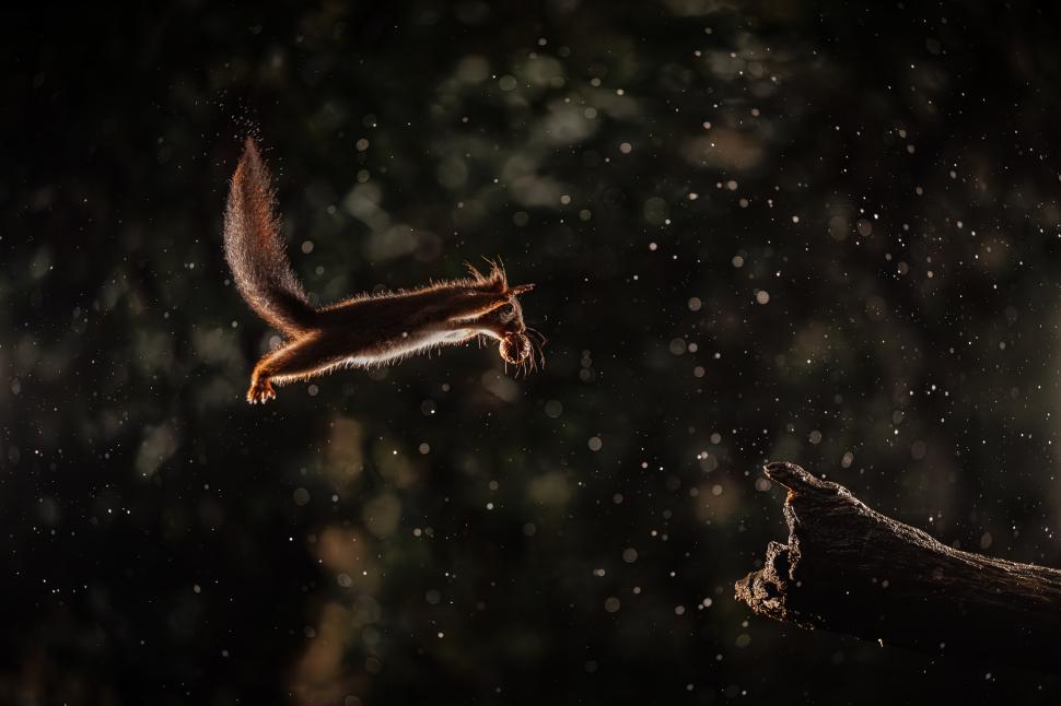 Și animalele se amuză. Urșii jucăuși, castorii care râd și călugărița fotomodel, între imaginile finaliste la Comedy Wildlife Awards 1108812