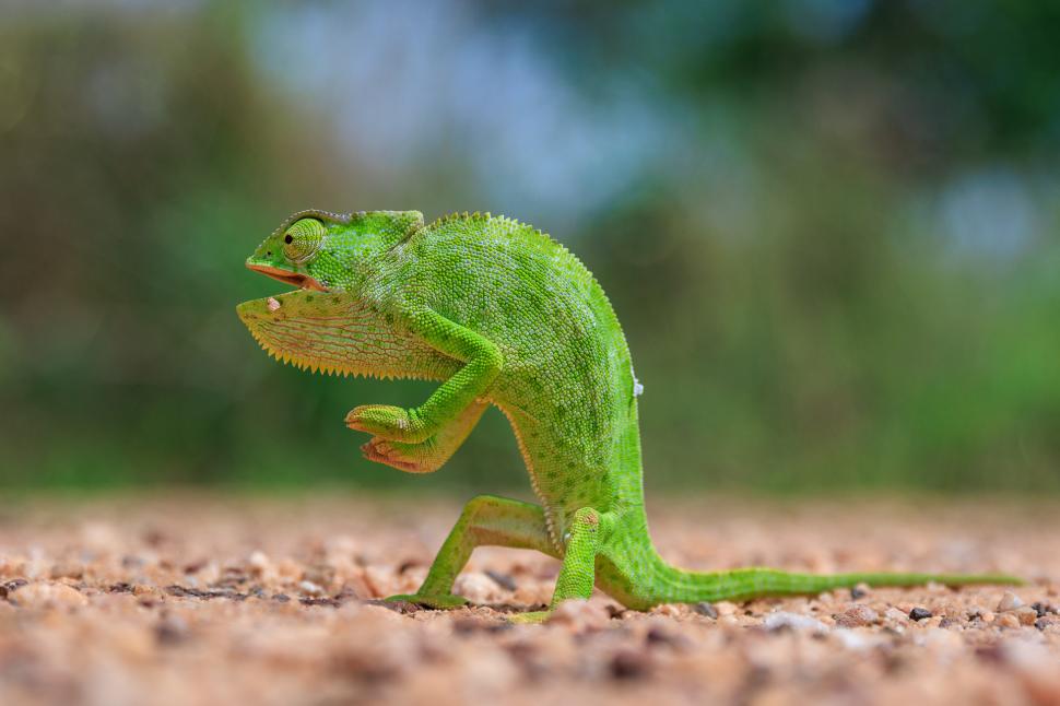 Și animalele se amuză. Urșii jucăuși, castorii care râd și călugărița fotomodel, între imaginile finaliste la Comedy Wildlife Awards 1108813