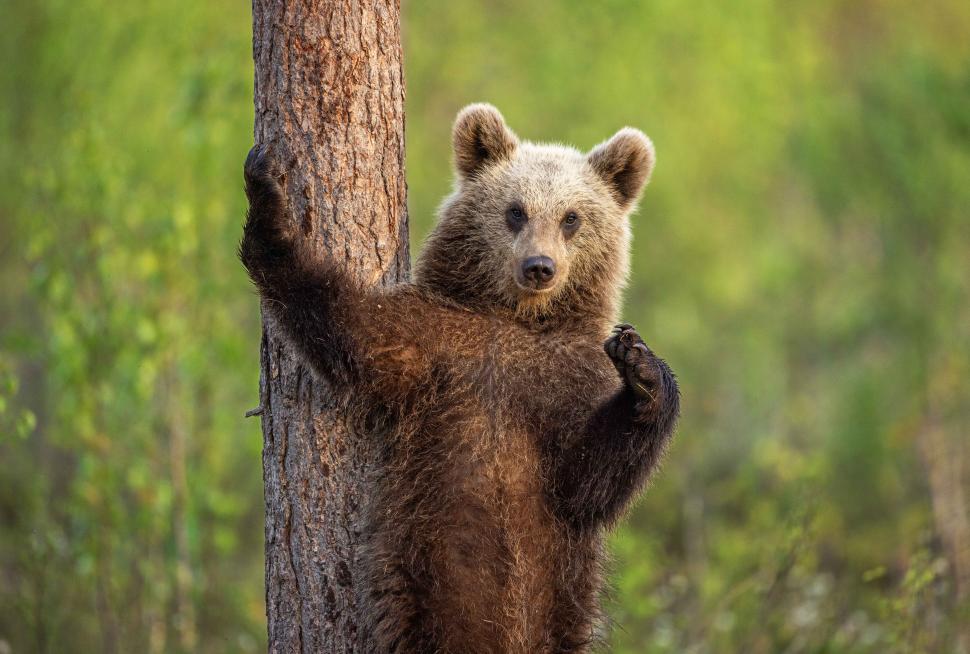 Și animalele se amuză. Urșii jucăuși, castorii care râd și călugărița fotomodel, între imaginile finaliste la Comedy Wildlife Awards 1108815