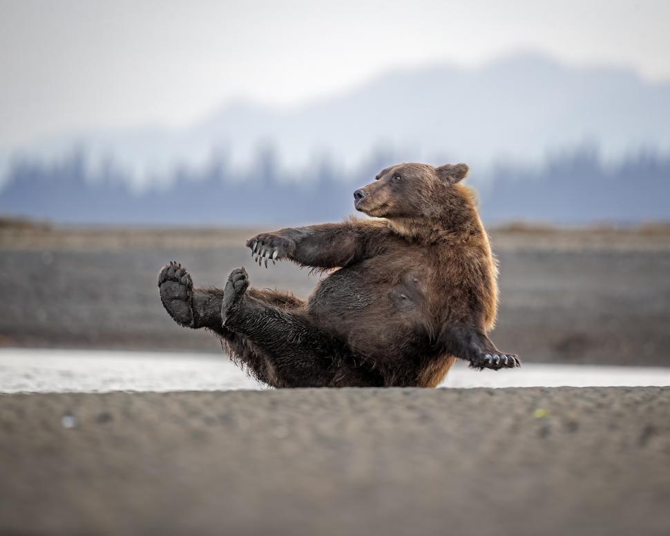 Și animalele se amuză. Urșii jucăuși, castorii care râd și călugărița fotomodel, între imaginile finaliste la Comedy Wildlife Awards 1108816