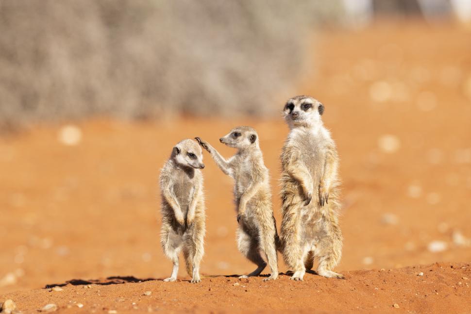 Și animalele se amuză. Urșii jucăuși, castorii care râd și călugărița fotomodel, între imaginile finaliste la Comedy Wildlife Awards 1108818
