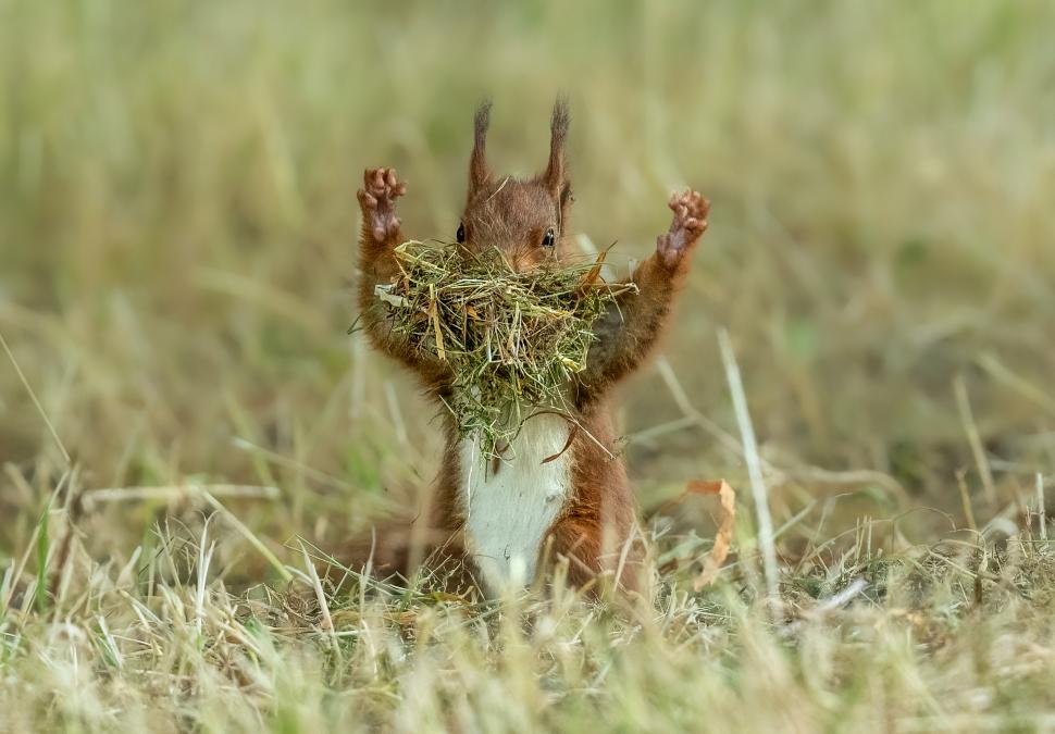 Și animalele se amuză. Urșii jucăuși, castorii care râd și călugărița fotomodel, între imaginile finaliste la Comedy Wildlife Awards 1108822