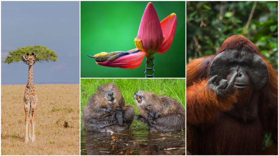 Și animalele se amuză. Urșii jucăuși, castorii care râd și călugărița fotomodel, între imaginile finaliste la Comedy Wildlife Awards 1108831