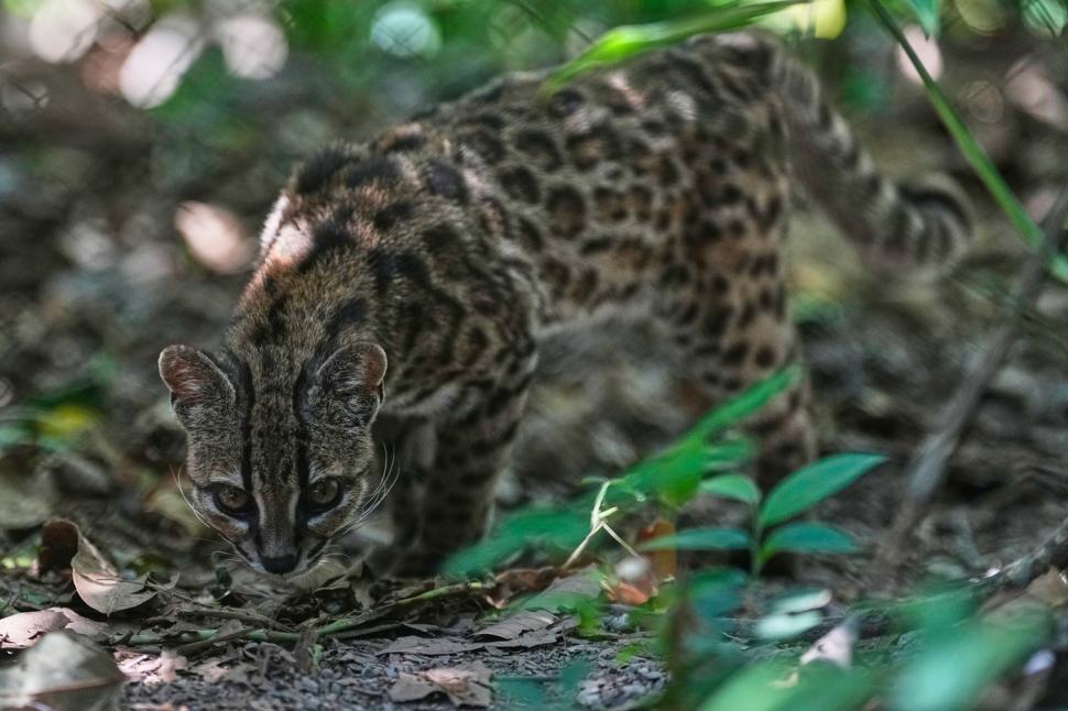 Un bărbat a hrănit cu tăiței, orez și ouă “un pisoi micuț, cu pete”. S-a dovedit apoi că era un animal rar, nemaivăzut de 100 de ani  1108775