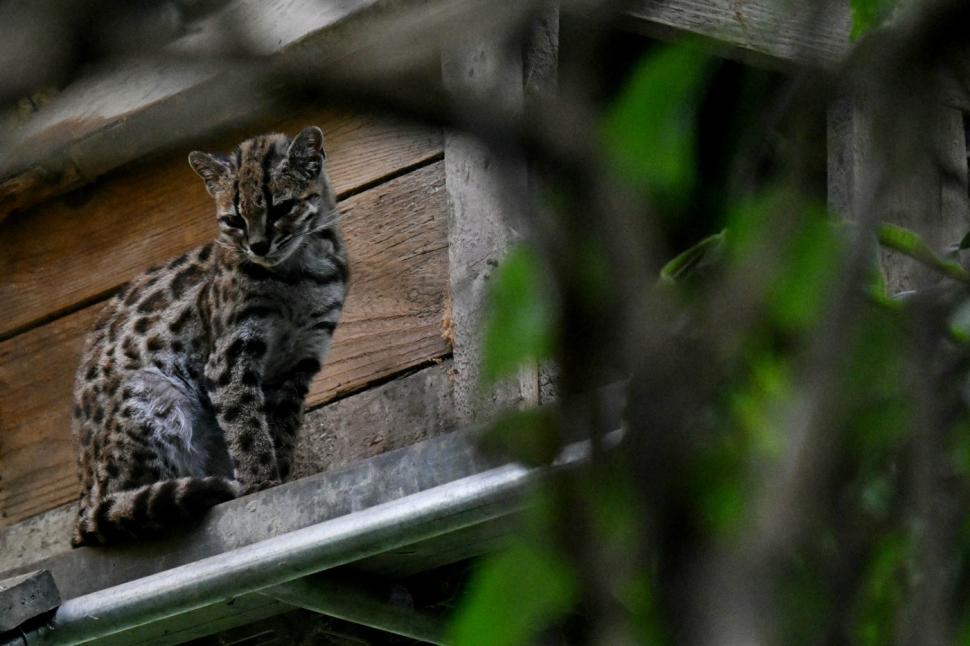 Un bărbat a hrănit cu tăiței, orez și ouă “un pisoi micuț, cu pete”. S-a dovedit apoi că era un animal rar, nemaivăzut de 100 de ani  1108779