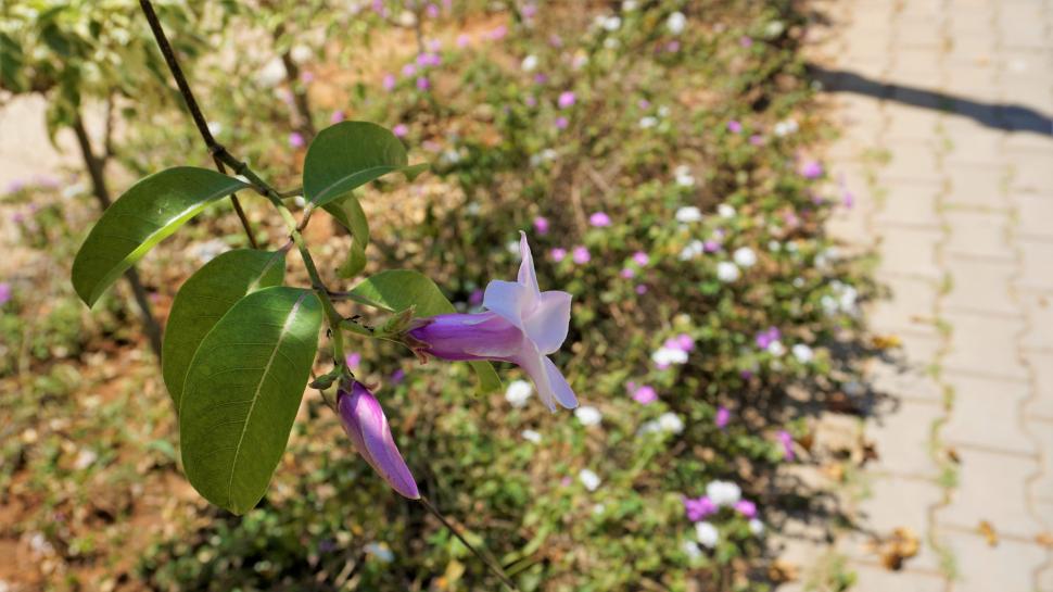 Australia a plantat viță de cauciuc de Madagascar ca ornament în grădini, în anii 1860. Astăzi, liana de 30 de m sufocă zone întinse 1110115