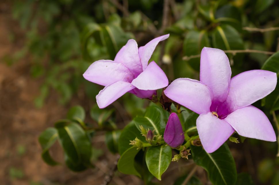 Australia a plantat viță de cauciuc de Madagascar ca ornament în grădini, în anii 1860. Astăzi, liana de 30 de m sufocă zone întinse 1110116