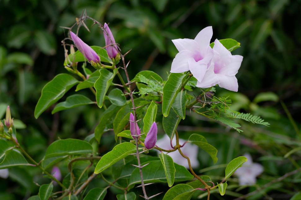 Australia a plantat viță de cauciuc de Madagascar ca ornament în grădini, în anii 1860. Astăzi, liana de 30 de m sufocă zone întinse 1110118
