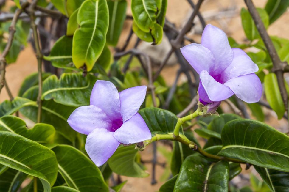Australia a plantat viță de cauciuc de Madagascar ca ornament în grădini, în anii 1860. Astăzi, liana de 30 de m sufocă zone întinse 1110119