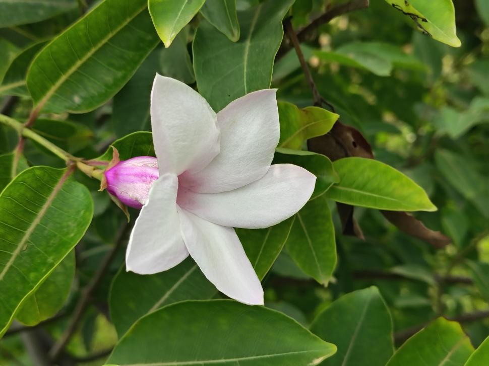 Australia a plantat viță de cauciuc de Madagascar ca ornament în grădini, în anii 1860. Astăzi, liana de 30 de m sufocă zone întinse 1110120