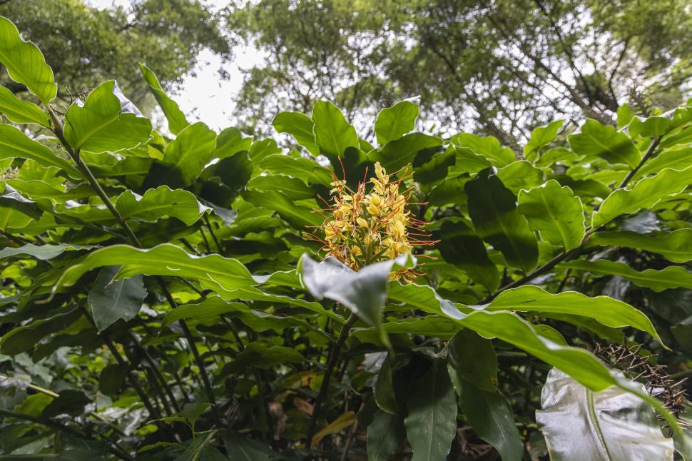 Hawaii a plantat ghimbir Kahili de Himalaya în scop ornamental, în 1940. Planta invazivă sufocă acum puieții copacilor nativi în păduri 1110405