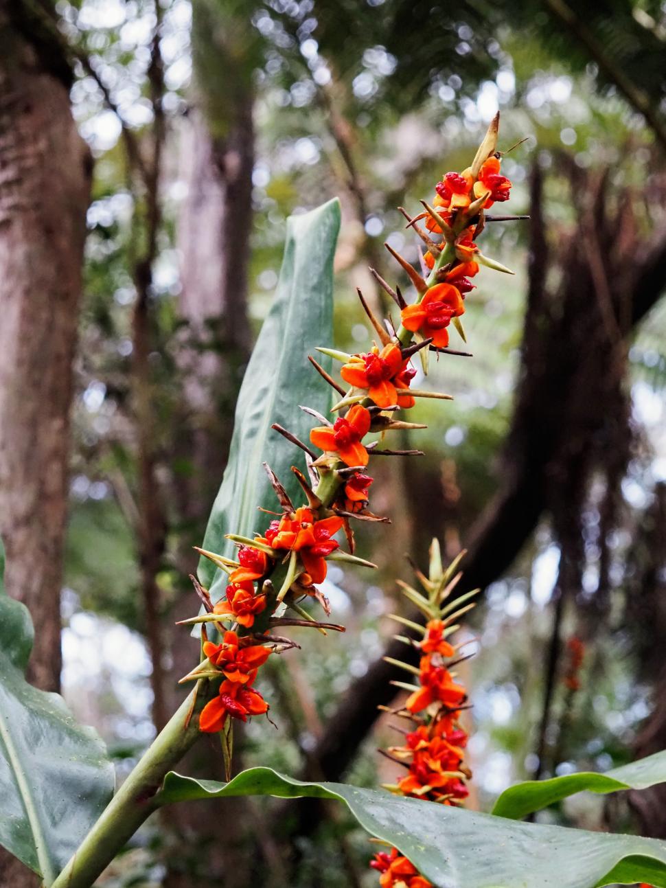 Hawaii a plantat ghimbir Kahili de Himalaya în scop ornamental, în 1940. Planta invazivă sufocă acum puieții copacilor nativi în păduri 1110406