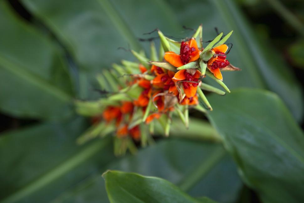 Hawaii a plantat ghimbir Kahili de Himalaya în scop ornamental, în 1940. Planta invazivă sufocă acum puieții copacilor nativi în păduri 1110407