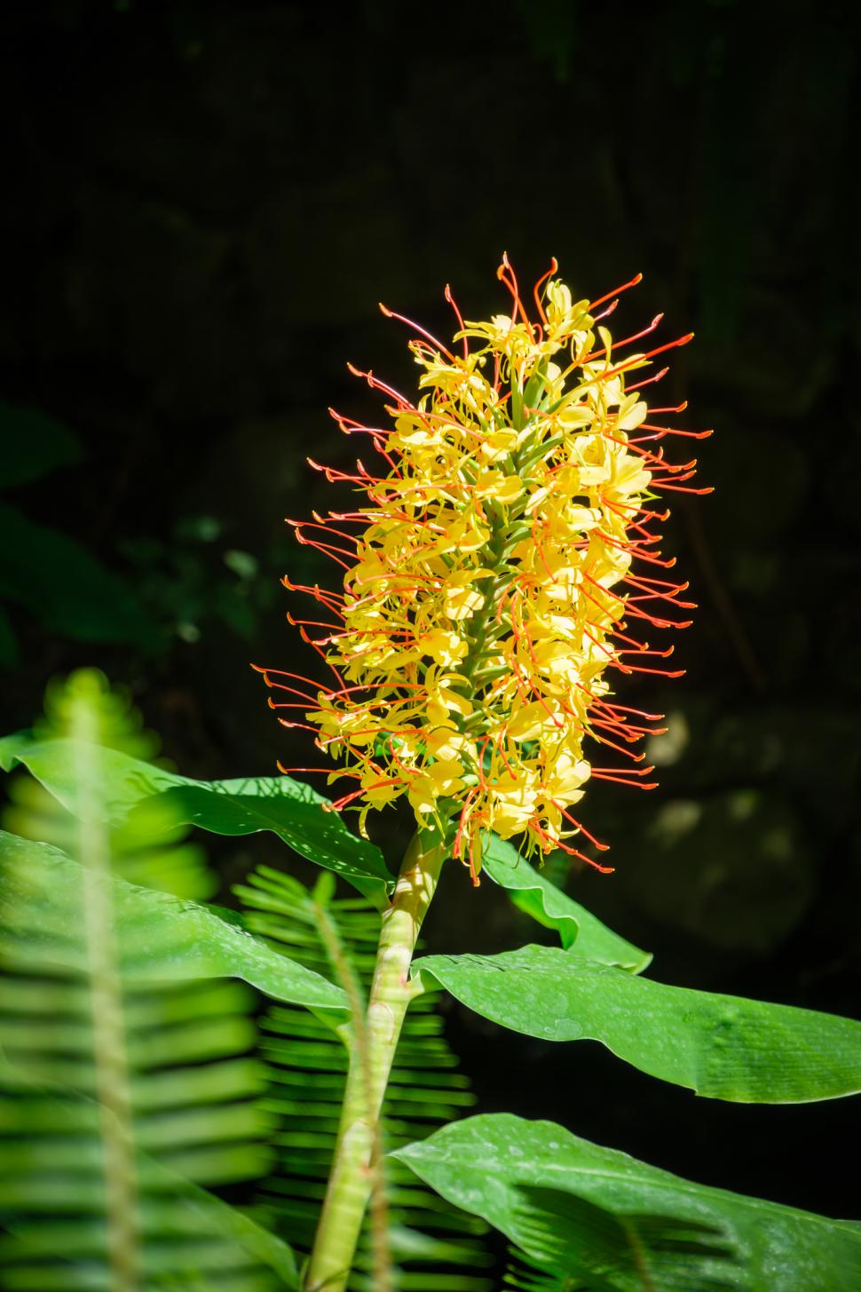 Hawaii a plantat ghimbir Kahili de Himalaya în scop ornamental, în 1940. Planta invazivă sufocă acum puieții copacilor nativi în păduri 1110408