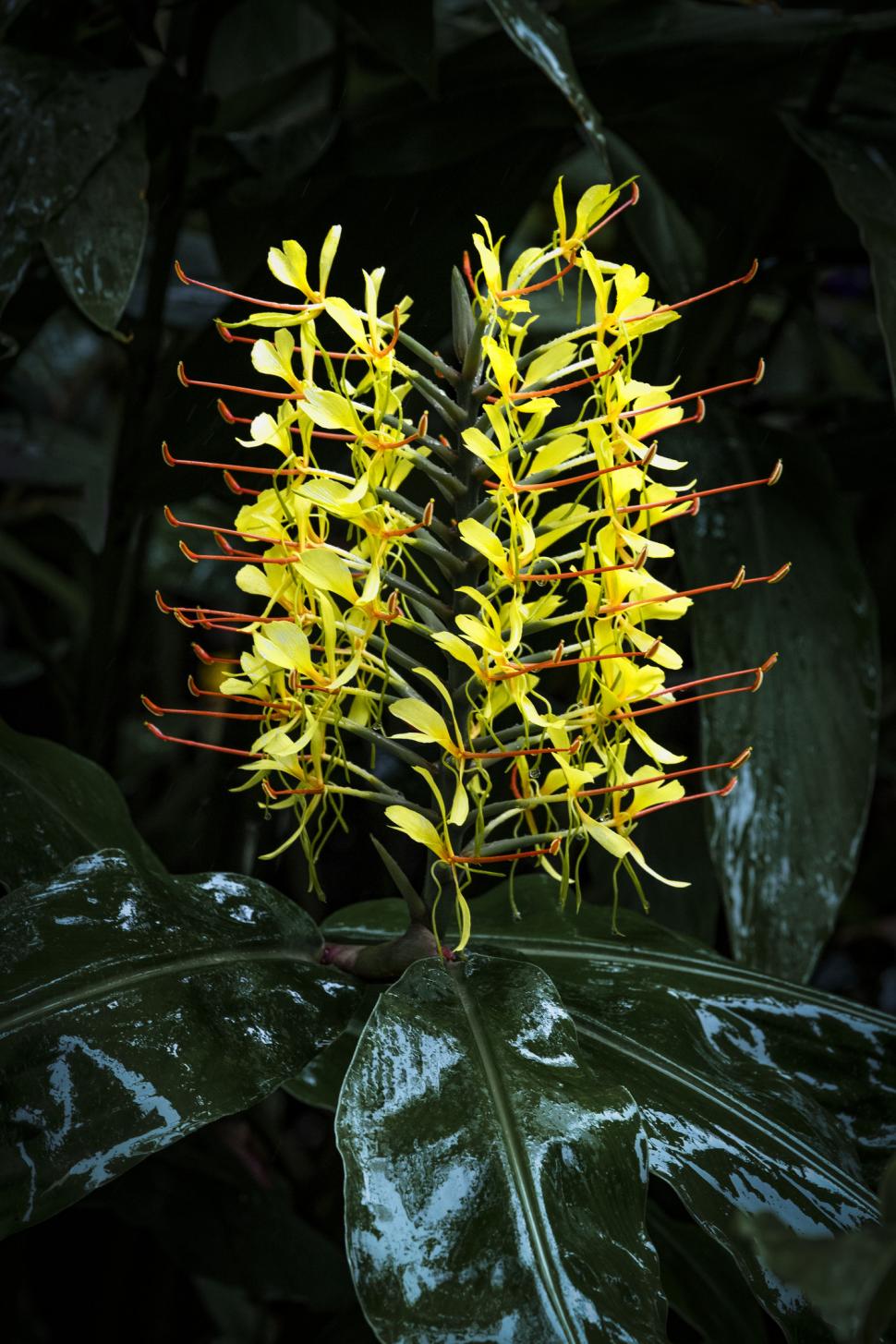 Hawaii a plantat ghimbir Kahili de Himalaya în scop ornamental, în 1940. Planta invazivă sufocă acum puieții copacilor nativi în păduri 1110409