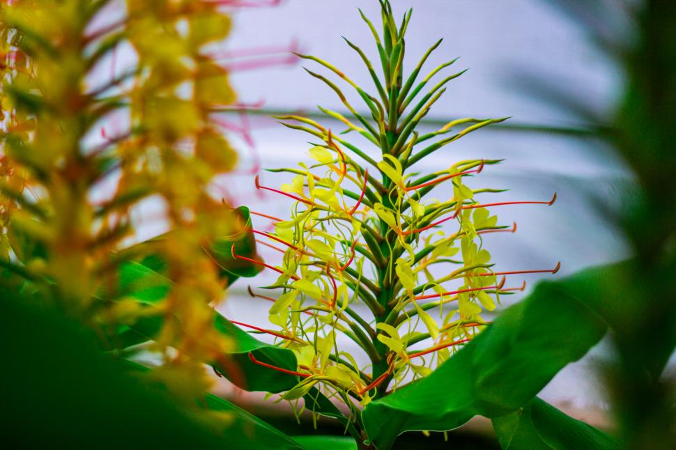 Hawaii a plantat ghimbir Kahili de Himalaya în scop ornamental, în 1940. Planta invazivă sufocă acum puieții copacilor nativi în păduri 1110410