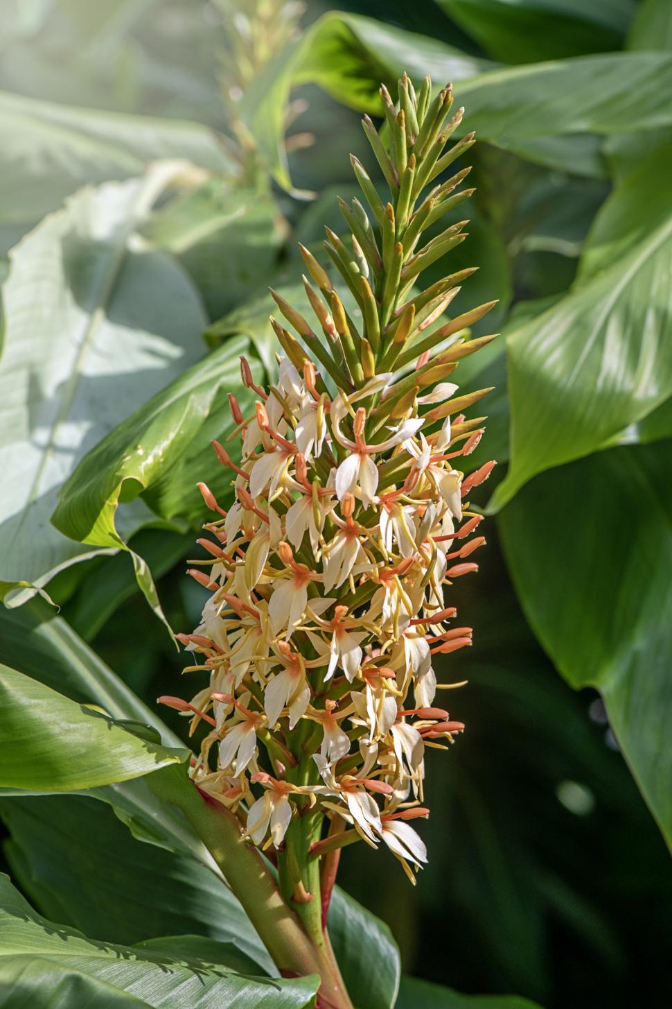 Hawaii a plantat ghimbir Kahili de Himalaya în scop ornamental, în 1940. Planta invazivă sufocă acum puieții copacilor nativi în păduri 1110411
