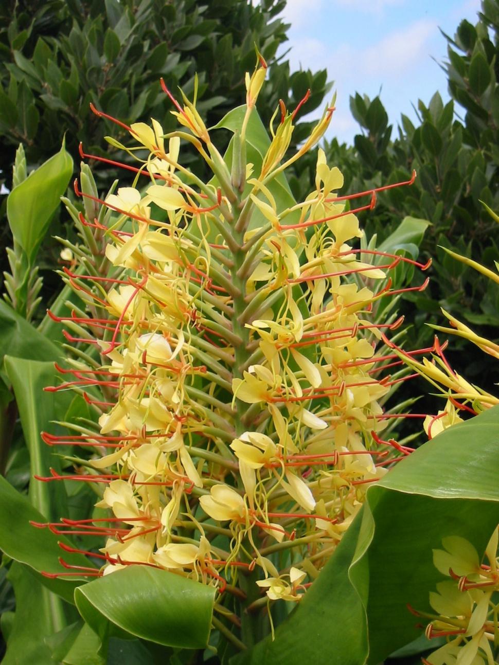 Hawaii a plantat ghimbir Kahili de Himalaya în scop ornamental, în 1940. Planta invazivă sufocă acum puieții copacilor nativi în păduri 1110412